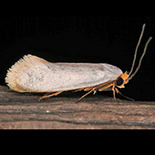 Edosa leucastis